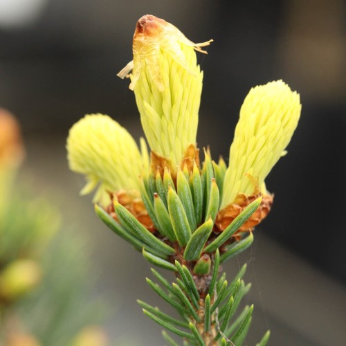 Picea glauca 'Gold Form' - Kanada kuusk 'Gold Form' C7,5/7,5L